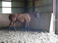 Conformation de mon cheval...