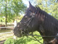 votre avis sur mon poney?!