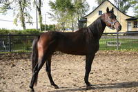 cheval qui rut et se cabre