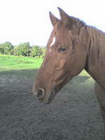 cheval maigre