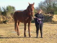 jai acheter un poulain