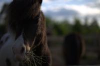 Mon poney, Arlequin