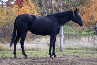Standardbred X Frison? Bonne idée?