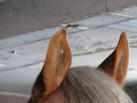 Dans son oreille (quesce que c'est?)