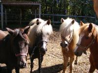 Poneys curly?