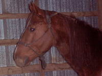 Votre étalon