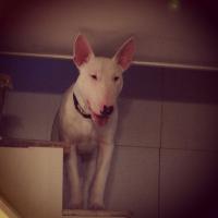 Drole d'obsession de mon chien...