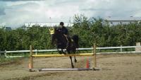 travail le galop standardbred