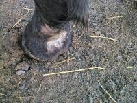Crevasses/ blessures par atteinte..trucs pour guérir ? 