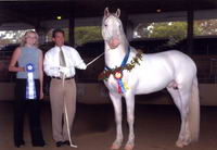 Frison blanc..