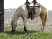 cheval qui panique au boxe pour aucune raison evidante ! Aider moi