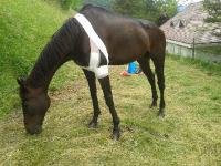 Blessure d'un cheval