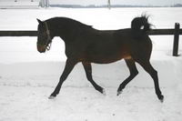 Youppi j'ai mon cheval