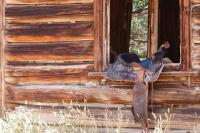 Rembourage de selle western..