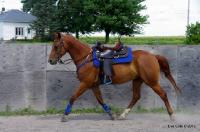 Avez vous déjà vue un cheval vouloir en tuer un autre?