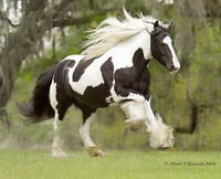 De quel race est votre cheval ou poney?