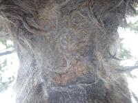 infections sur mon &acirc;ne que faire ?