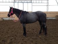 Showmanship! plein de question! :)