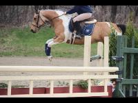 Recherche sauteur poney, show breakeyville