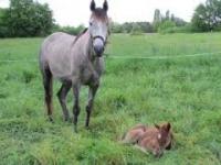 mon cheval ne s'adapte pas a son groupe