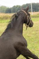 Renseignements d'un standardbred