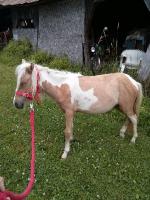 Ponette qui ce salli toujours la queue .Quoi faire ?