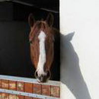 aprener moi des choses sur les poney en generale