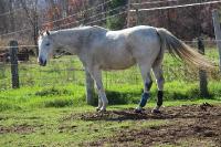 Qu'es ce le dressage / classique ?