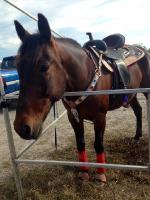 recherche photos d'un ancien Standardbred de course