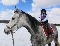  Sarcoïde: Jument grise de 6 ans