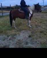 Ce cheval est trop petit pour moi?