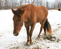 Cheval d'été vs cheval d'hiver