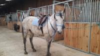 Debuter en Trotting
