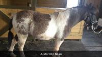 Quel couleur d'équipement pour mon poney?