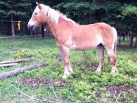 Cheval pas écoutant en selle..