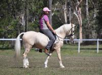 Atteindre le ventre d'un petit cheval lorsqu'on a de longues jambes