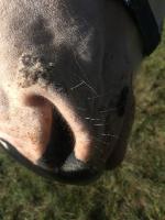 Taches sur le nez - Besoin d'aide!