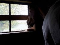 Besoin d'aide...Dépression cheval
