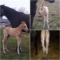 conformation de patte, poulain 48h