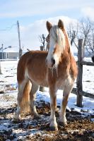 Haflinger croisé