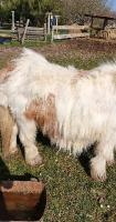 Conseils pour un poney