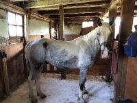 La robe de mon cheval