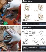 Age et dentition