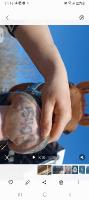  Trouvez des infos sur thoroughbred tatoué