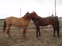 standarbred pas sociable???