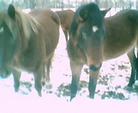 cheval trop dependant de ma jument
