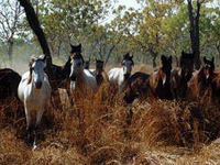 Les brumbies