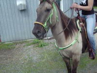 race de mon cheval????