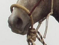 bosal ou side-pull
