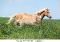 poulette1